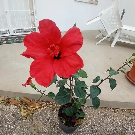 Hibiscus Siracusa *