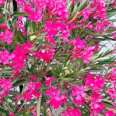 公寓 Hibiscus Siracusa *
