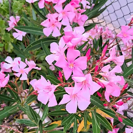 公寓 Hibiscus Siracusa 锡拉库扎